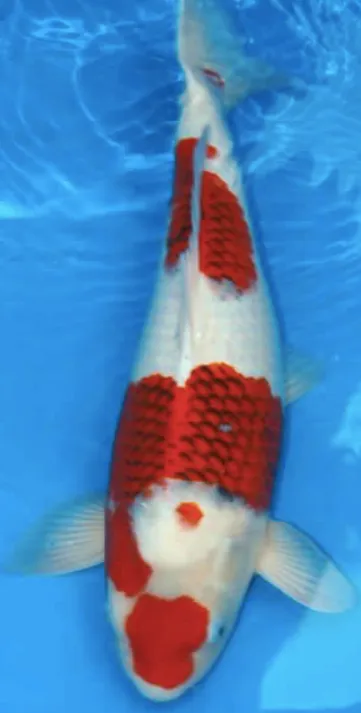 Ikan Koi Goromo