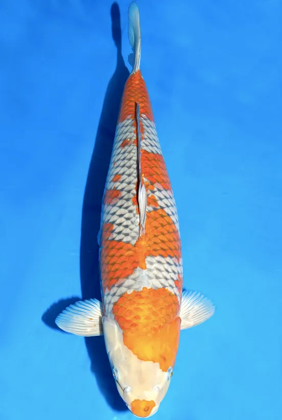 Ikan Koi Ochiba Shigure