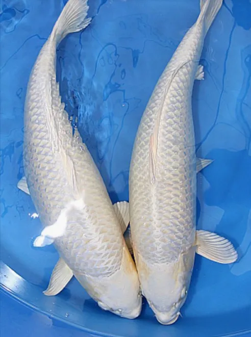 Ikan Koi Ogon