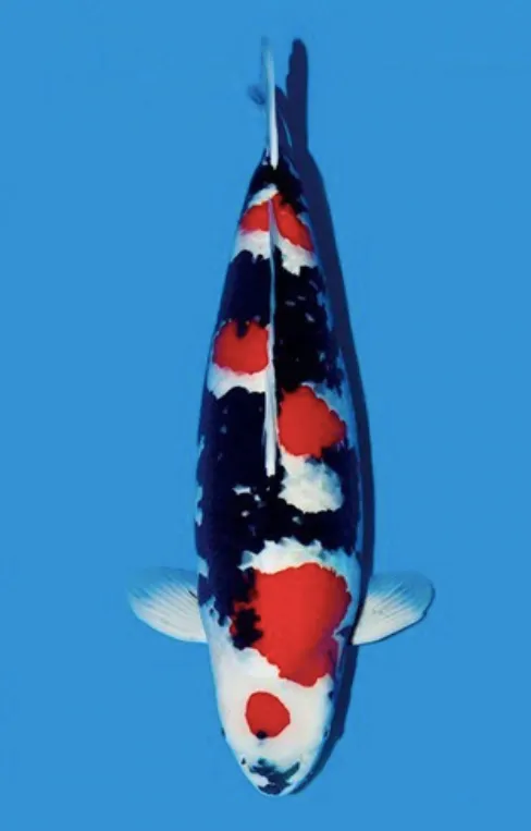 Ikan Koi Showa Sanshoku