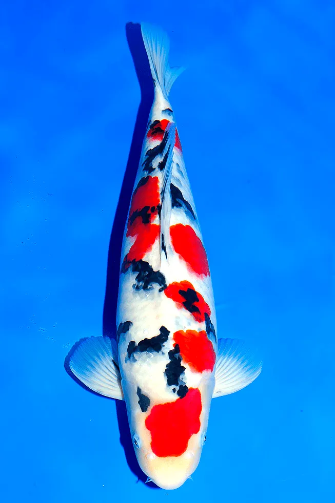 Ikan Koi Taisho Sanke