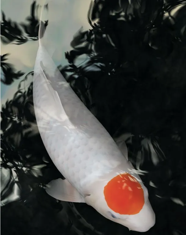 Ikan Koi Tancho