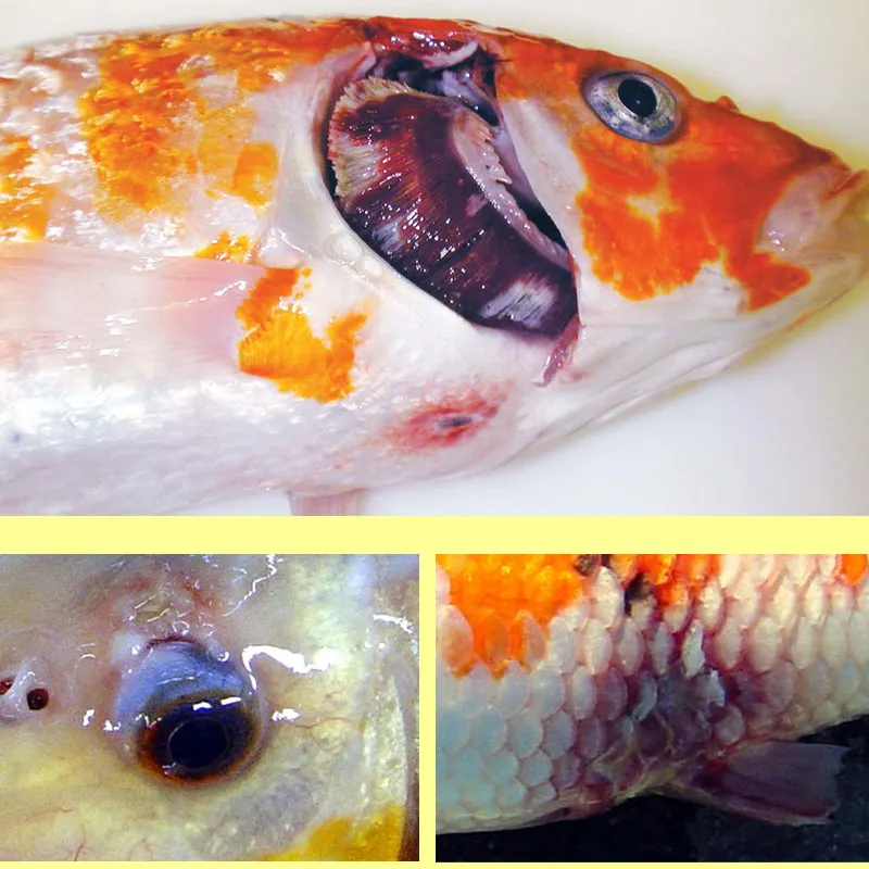 Koi Terkena Aeromonas &#x26; Herpes