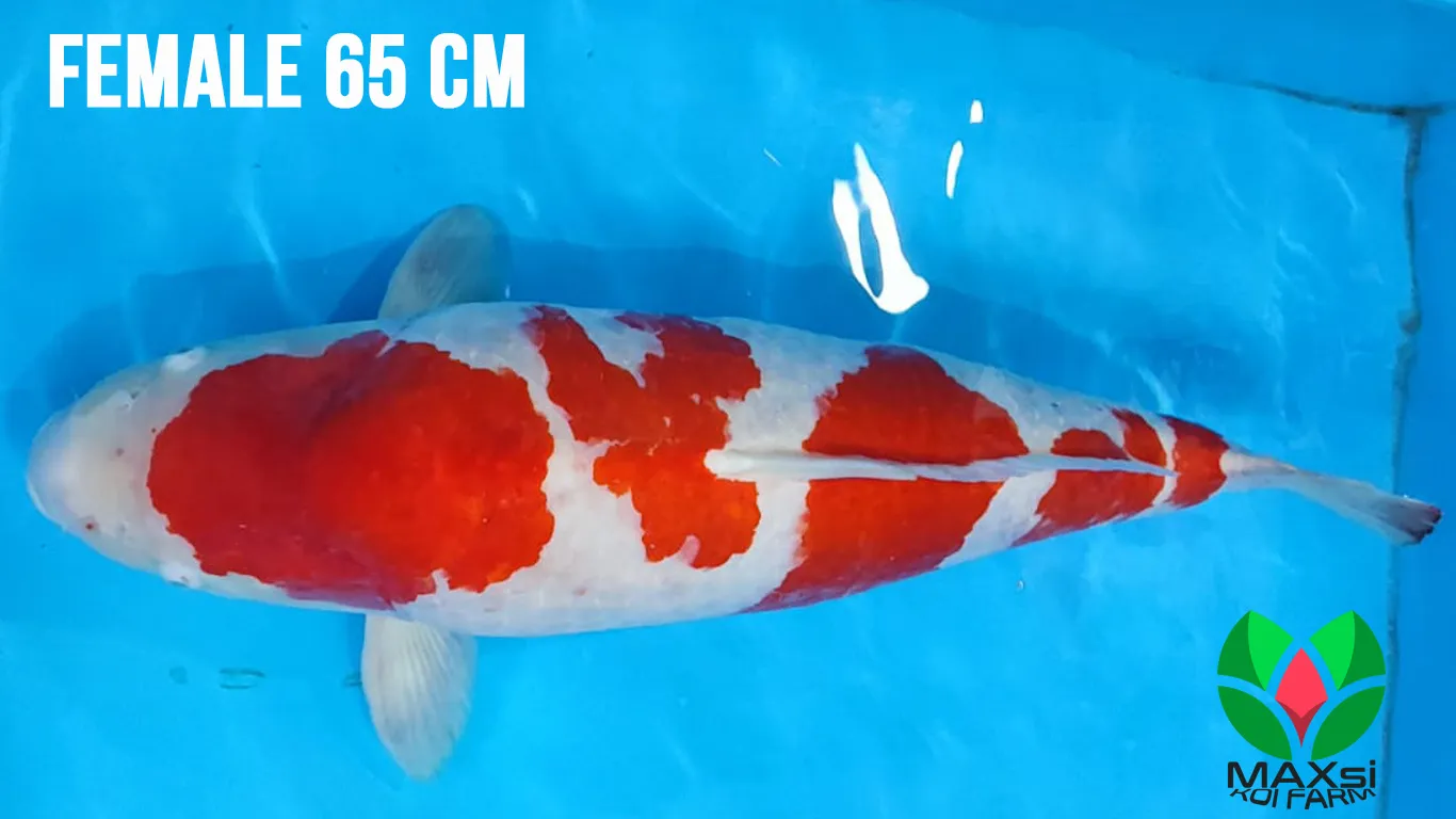 Indukan Ikan Koi Kohaku Strong