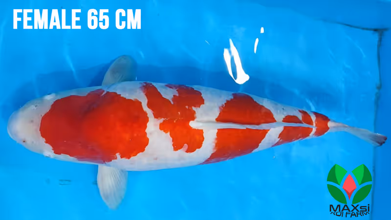 Indukan Ikan Koi Kohaku: Panduan Lengkap Memilih dan Merawat